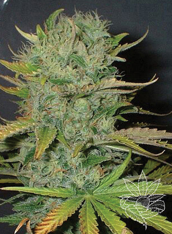 Homegrown Fantaseeds - Afghani (fem.)