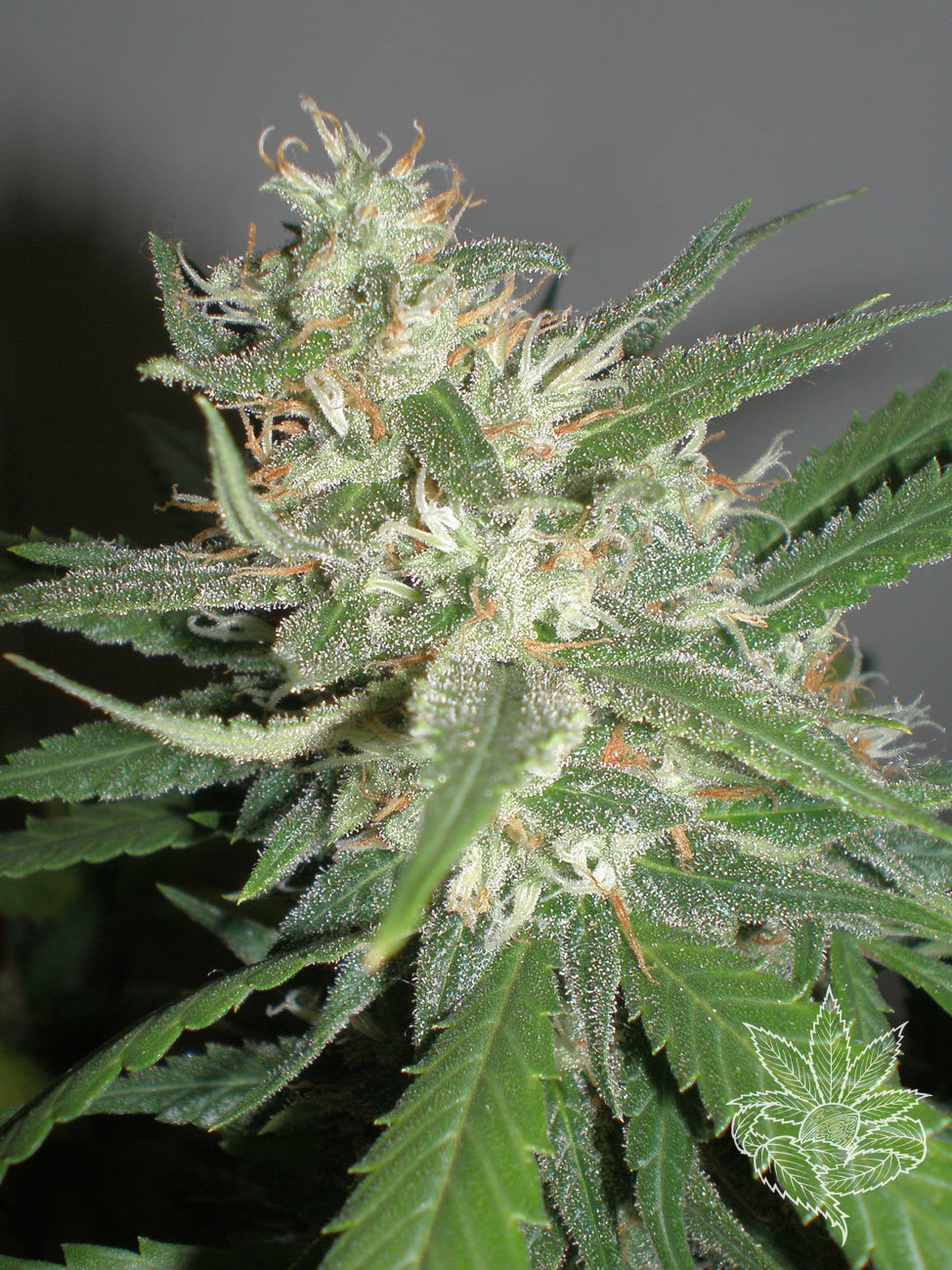 Homegrown Fantaseeds - Amazing Haze (fem.)