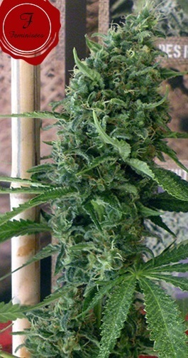 French Touch Seeds - Douce Nuit (fem.)