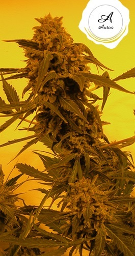 French Touch Seeds - Guillotine Auto (auto/fem.)