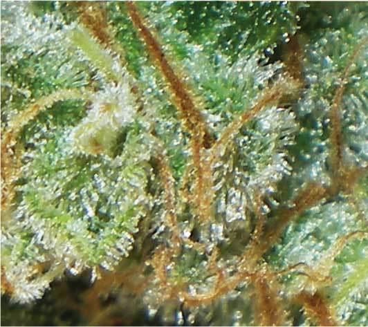 Positronics - Black Widow (fem.)
