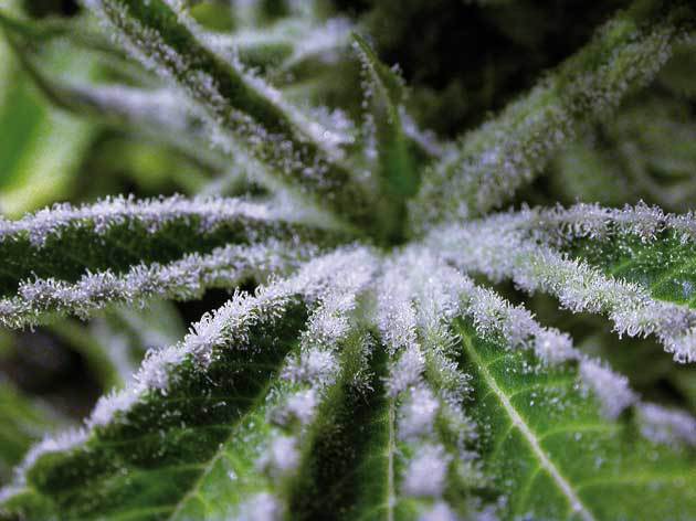 Positronics - Black Widow (fem.)