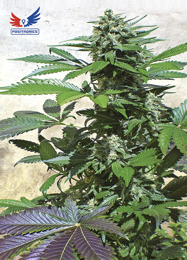 Positronics - Blue Rhino (fem.)