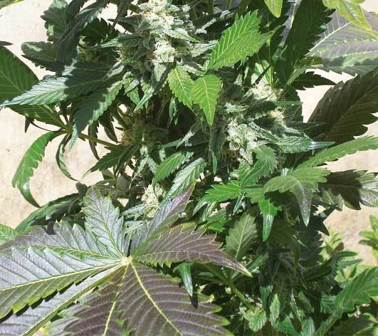 Positronics - Blue Rhino (fem.)