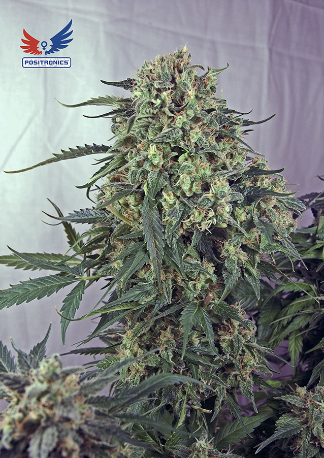 Positronics - Caramelice (fem.)