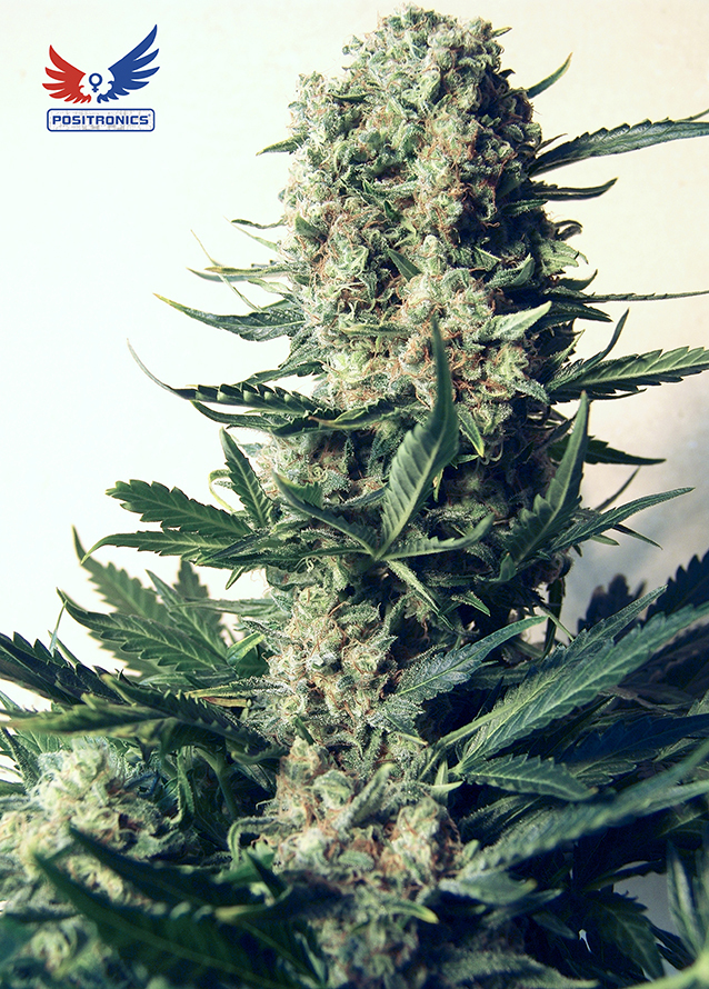 Positronics - Critical 47 (fem.)