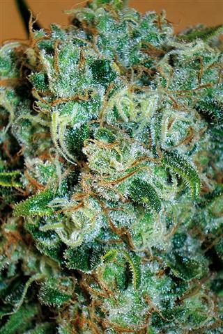 Positronics - Critical 47 (fem.)