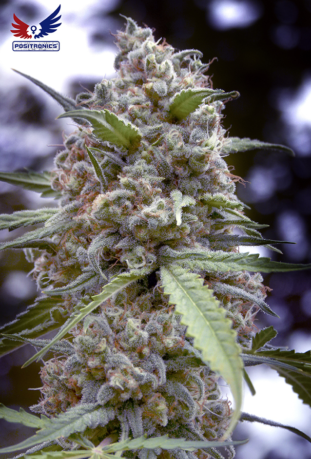 Positronics - Grape Fruit (fem.)