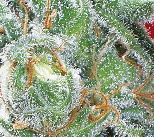Positronics - Jack Diesel (fem.)
