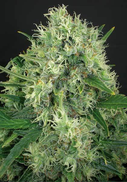 Positronics - Jack Diesel (fem.)