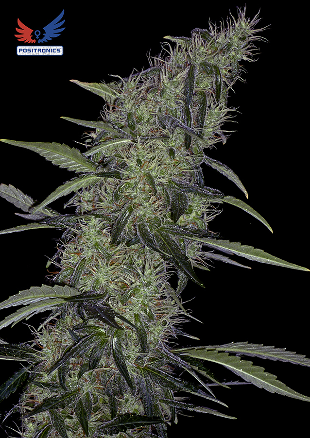 Positronics - Somango 47 (fem.)