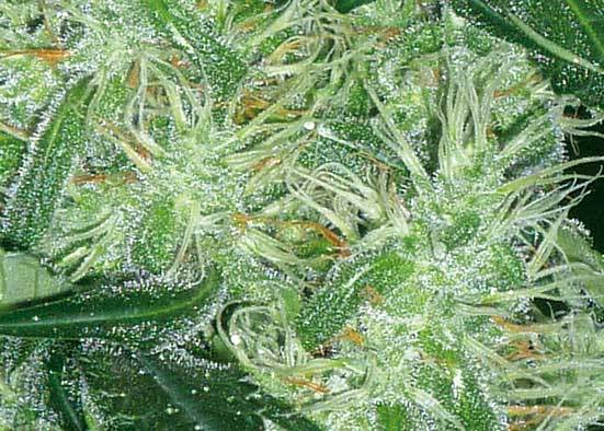 Positronics - Somango 47 (fem.)