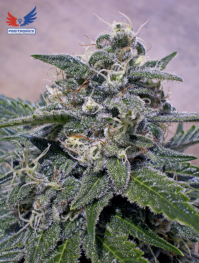 Positronics - Super Cheese (fem.)