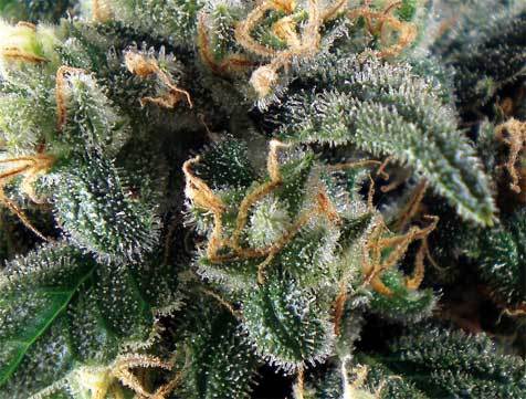 Positronics - Super Cheese (fem.)