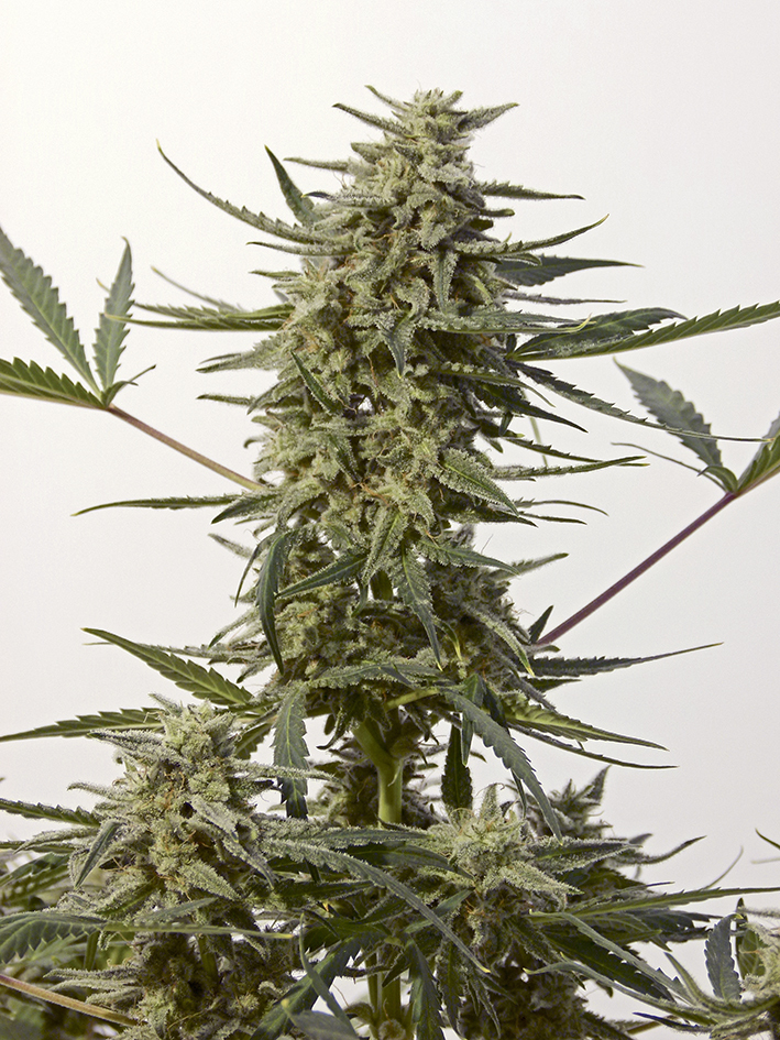 Positronics - Critical 47 Express (auto/fem.)