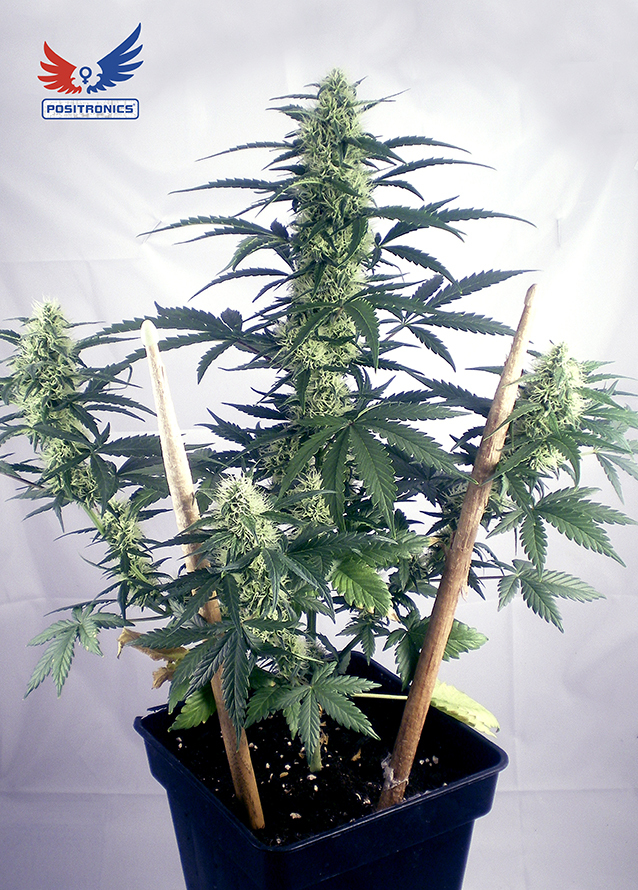 Positronics - May Day Express (auto/fem.)
