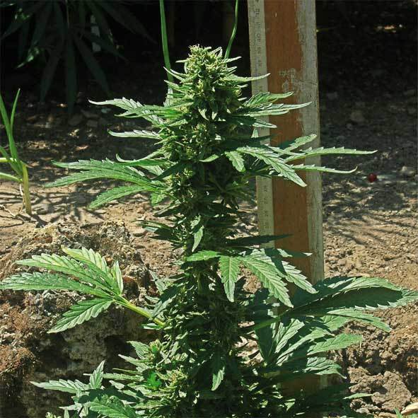 Positronics - May Day Express (auto/fem.)