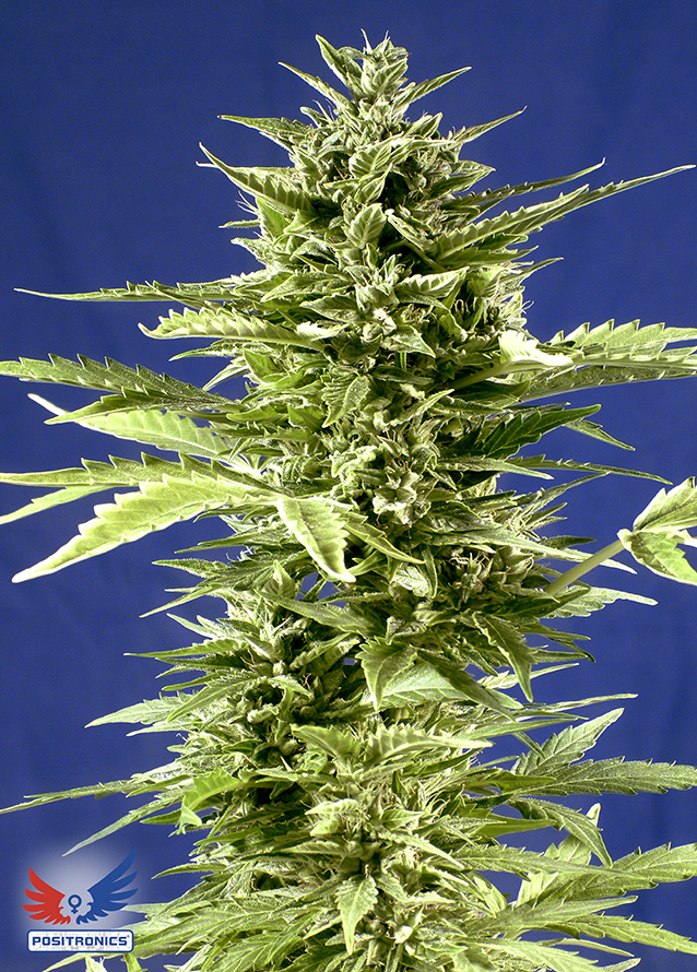 Positronics - Jack Diesel Express (auto/fem.)