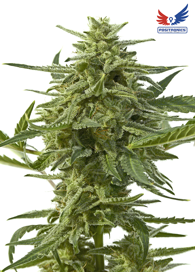 Positronics - Northern Haze Express (auto/fem.)