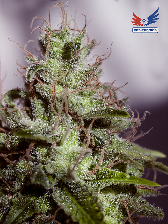 Positronics - Super Cheese Express (auto/fem.)