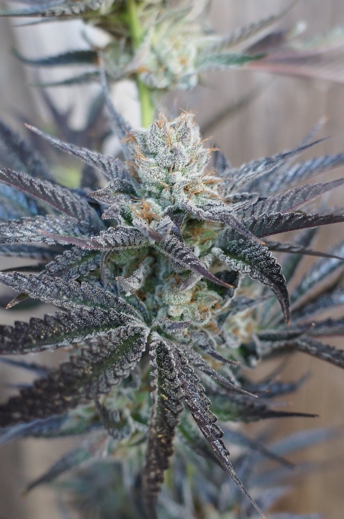 HortiLab - StarBud Sister (fem.) HortiLab - StarBud Sister (fem.)