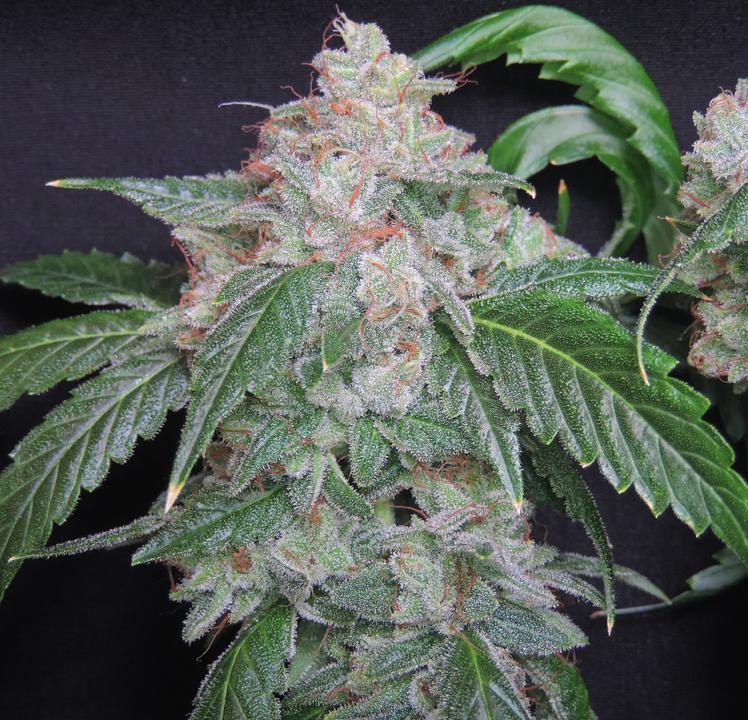 HortiLab - Starkush (reg.)