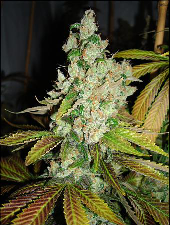 HortiLab - Sour Pink Grapefruit (reg.)