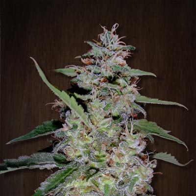 Ace Seeds - China Yunnan (reg.)