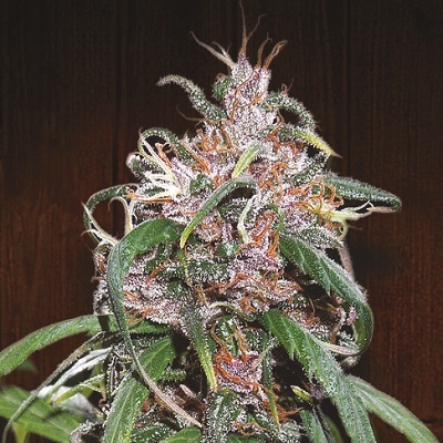 Ace Seeds - Purple Haze Thai (reg.)