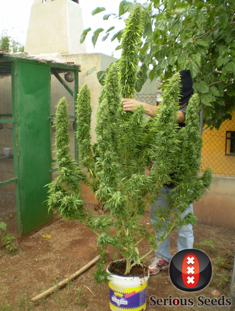 Serious Seeds - Chronic (fem.)
