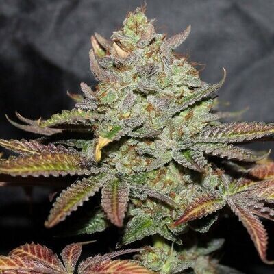 The Cali Connection - Girl Scout Cookies (fem.) 🏆 04389