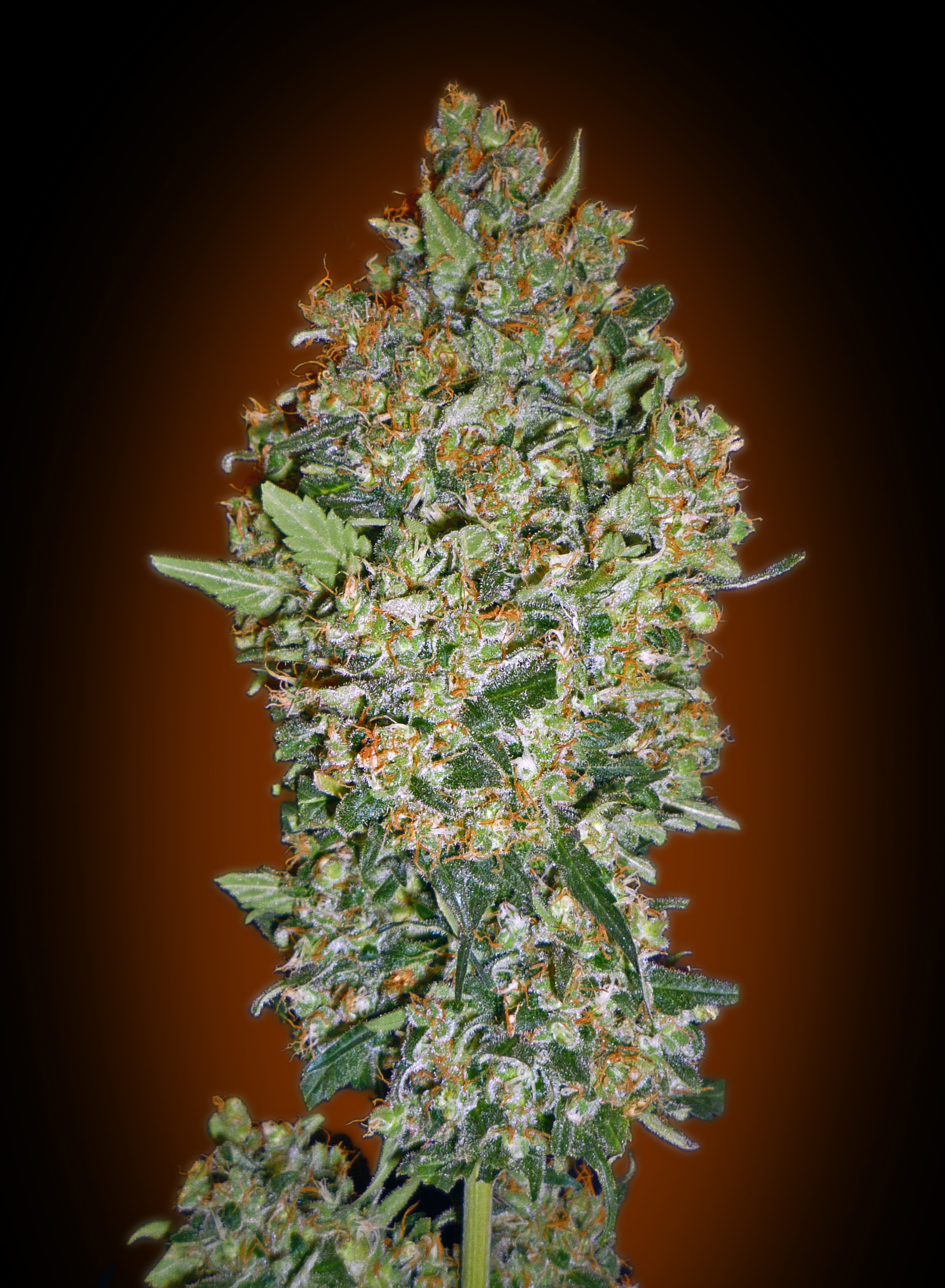 00 Seeds - Cheese Berry (fem.)