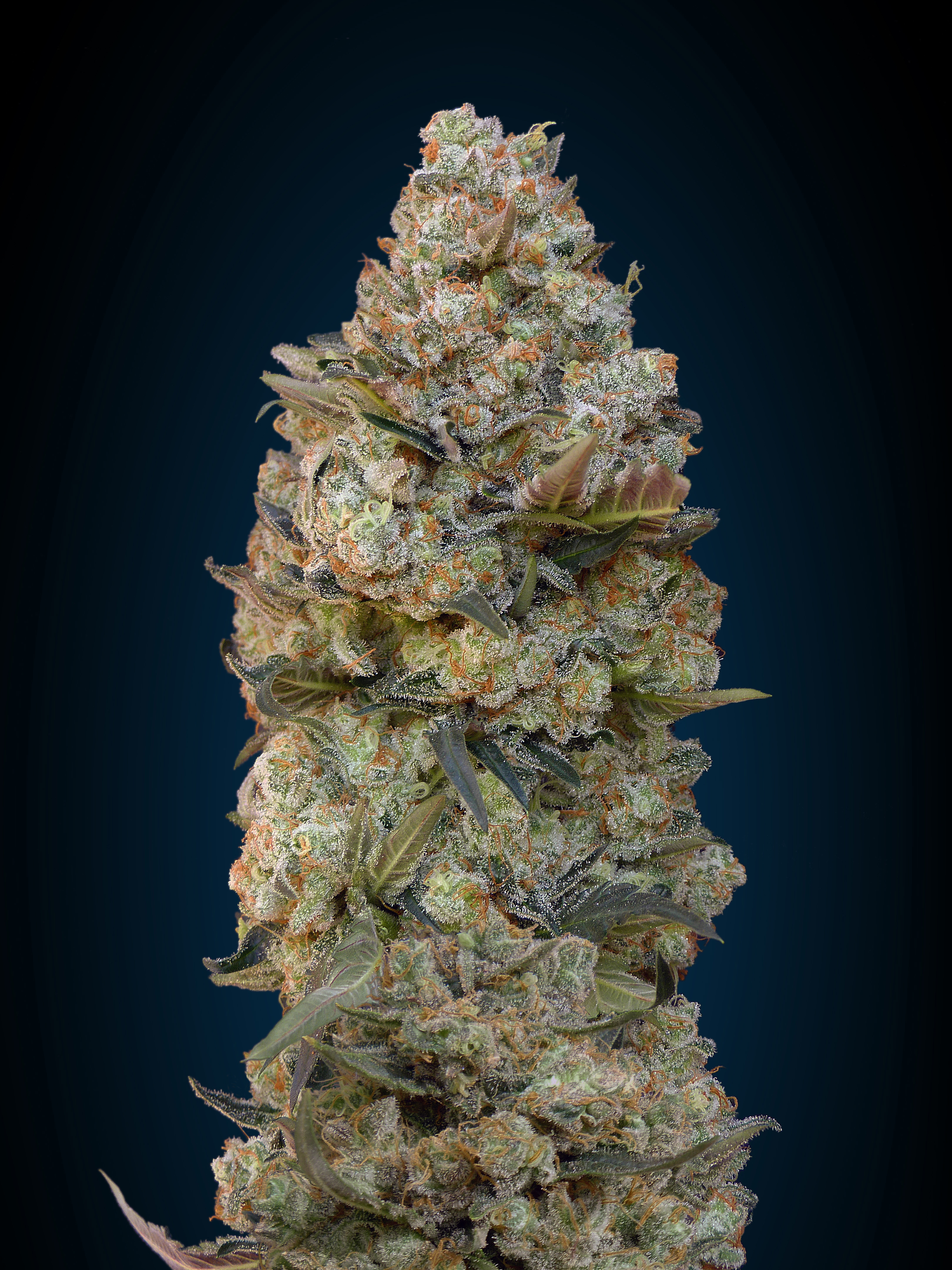 00 Seeds - Chocolate Skunk (fem.)