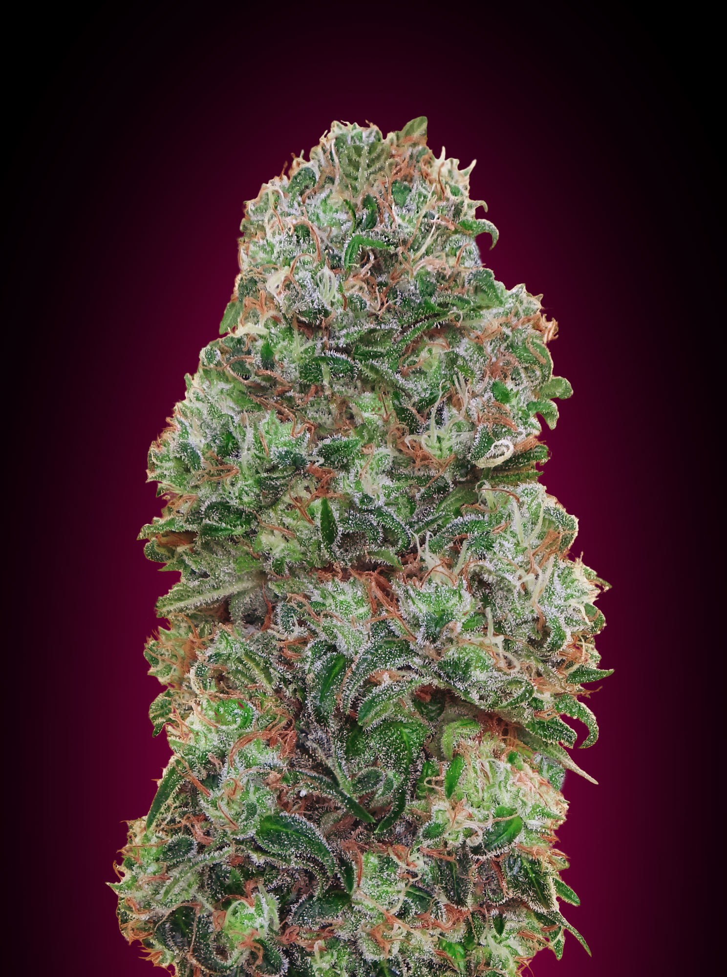 00 Seeds - Bubble Gum (fem.)