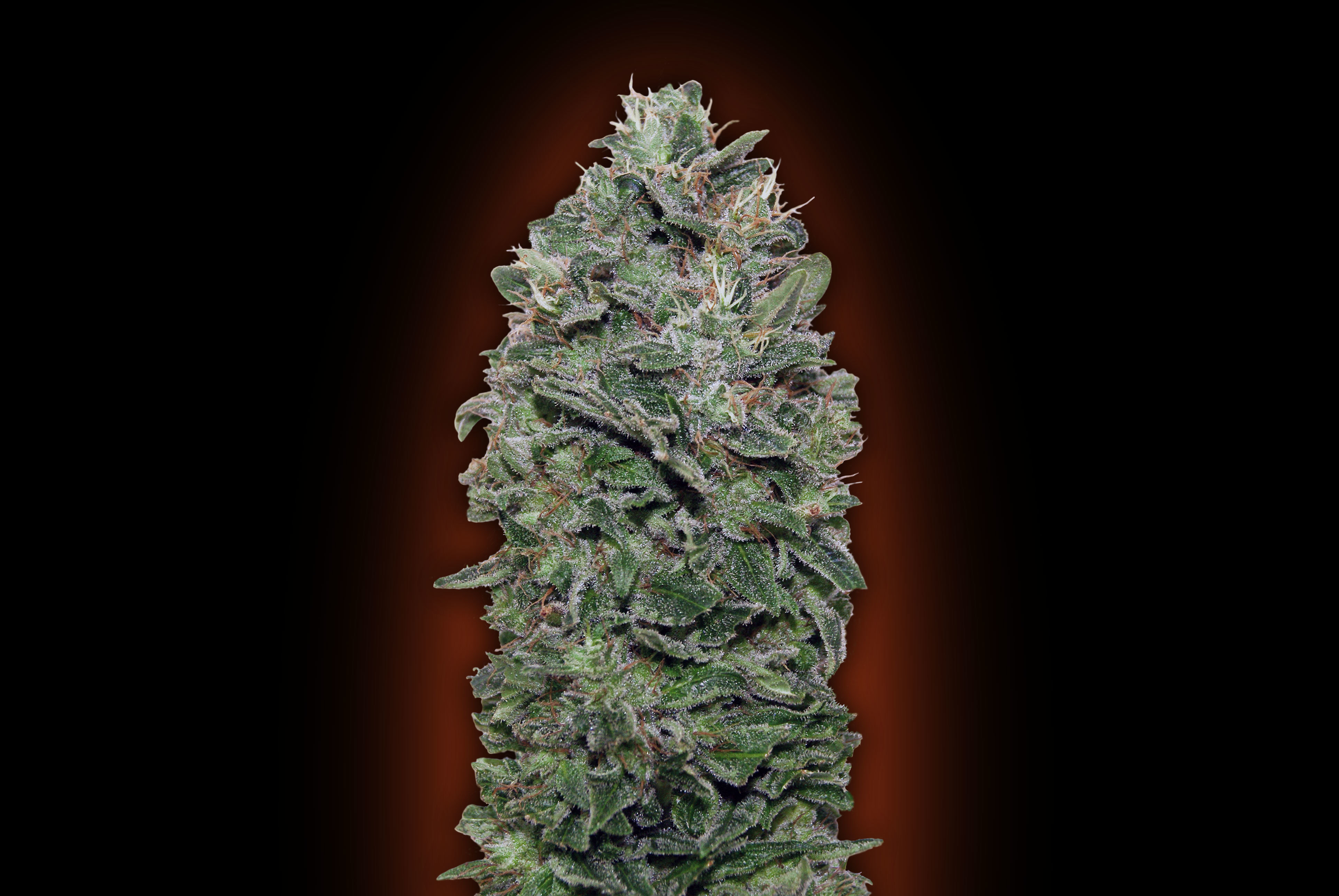 00 Seeds - Sweet Soma (fem.)
