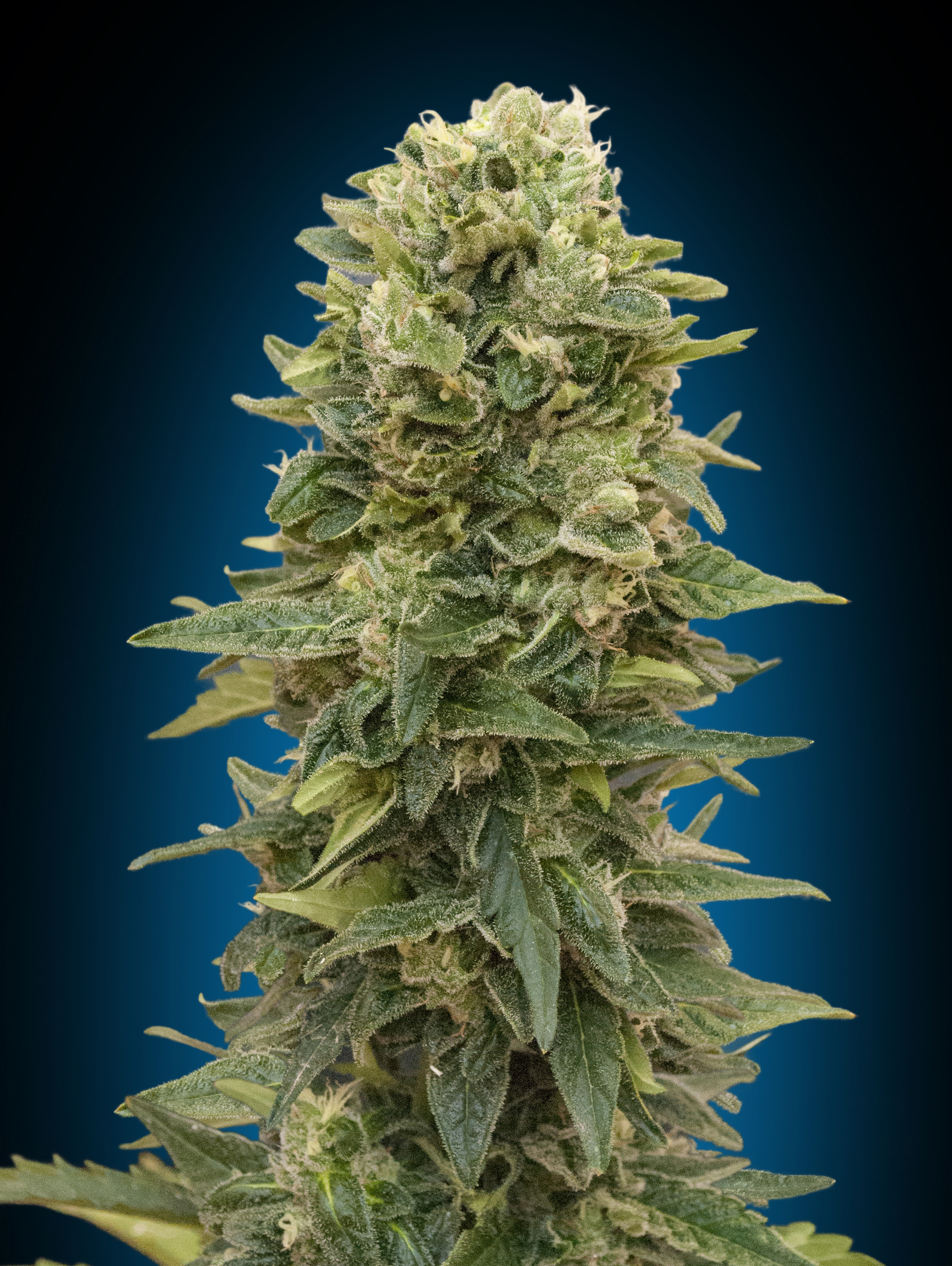 00 Seeds - Auto Afghan Mass (auto/fem.)