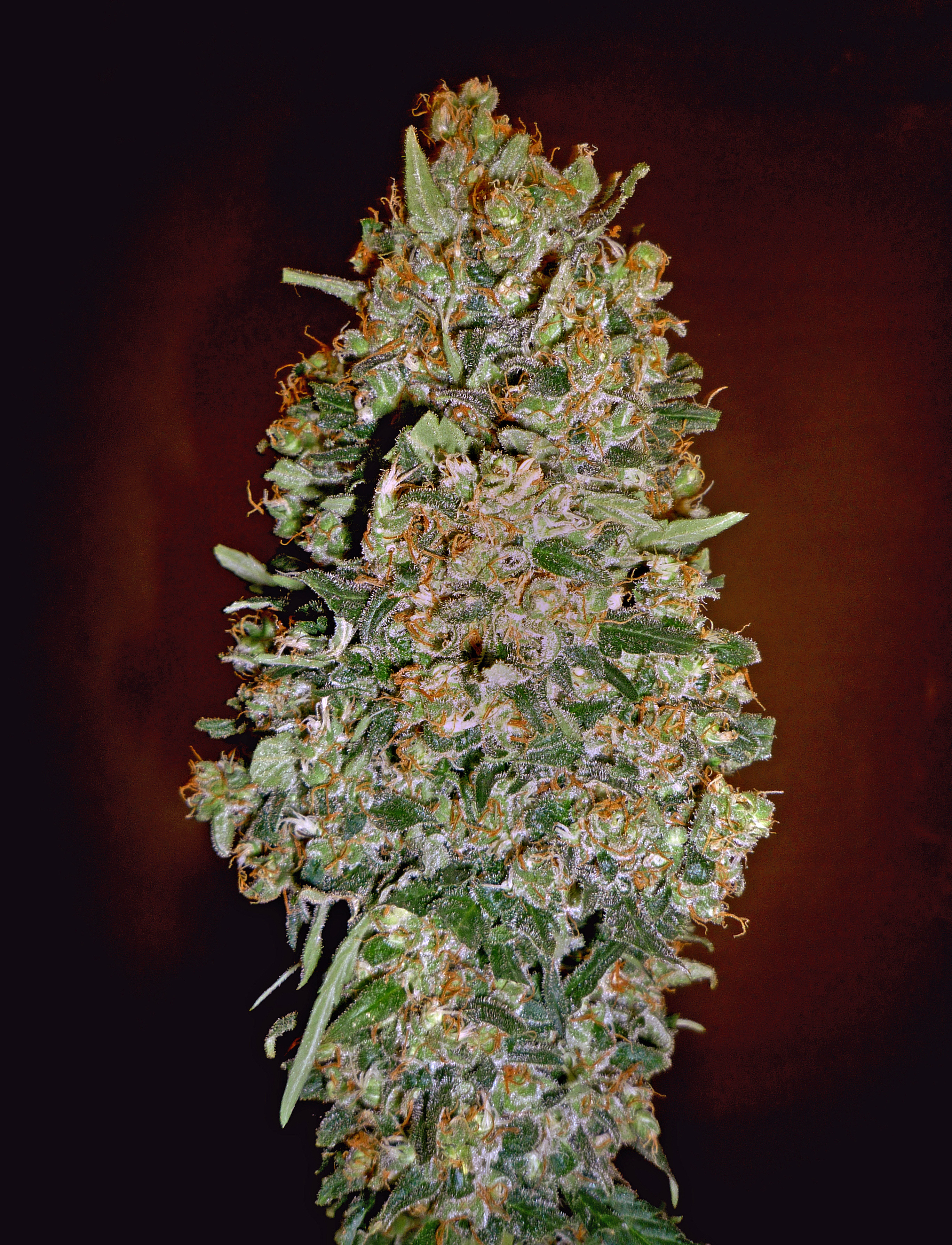 00 Seeds - Auto Chocolate Skunk (auto/fem.)