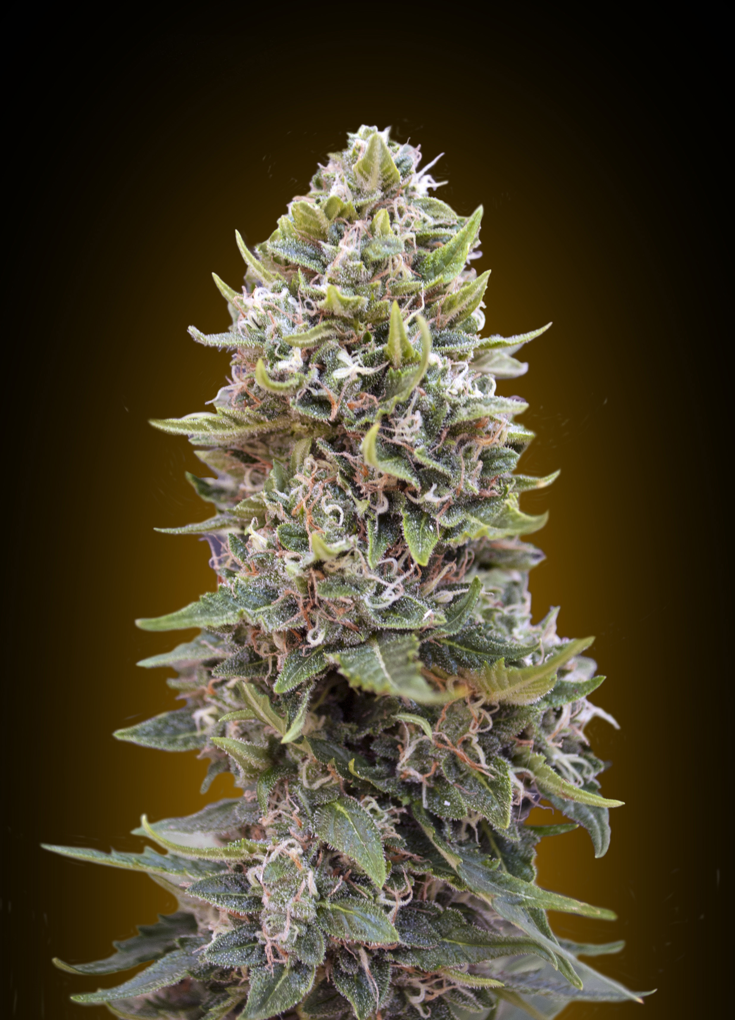 00 Seeds - Auto Cheese Berry (auto/fem.)