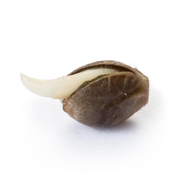 Royal Queen Seeds - Amnesia Haze (fem.)