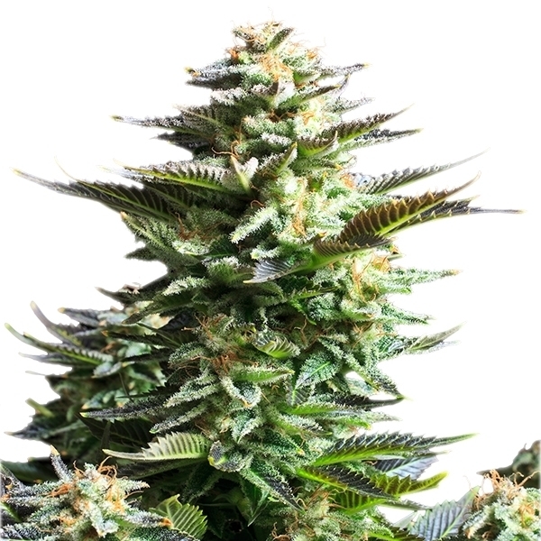 Royal Queen Seeds - Amnesia Haze (fem.)