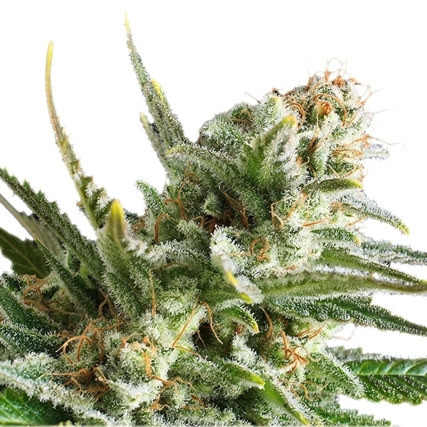 Royal Queen Seeds - Amnesia Haze (fem.)