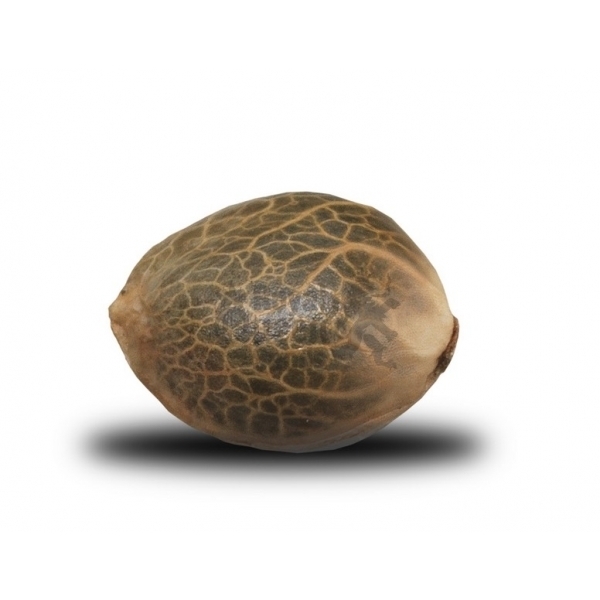 Royal Queen Seeds - Blue Mistic (fem.)