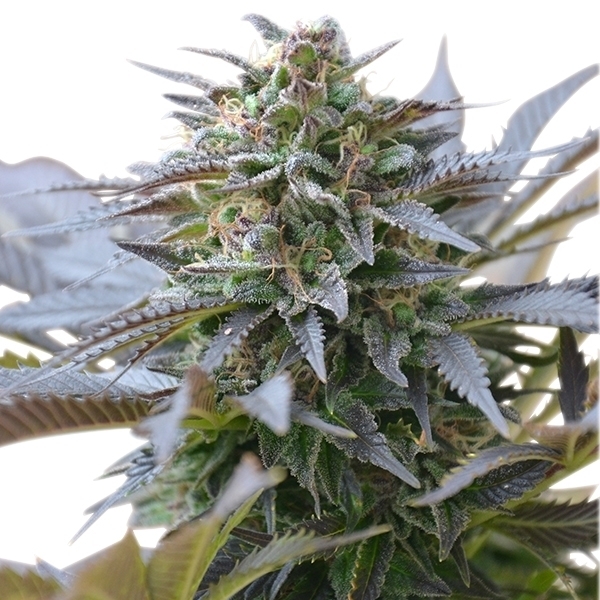Royal Queen Seeds - Blue Mistic (fem.)