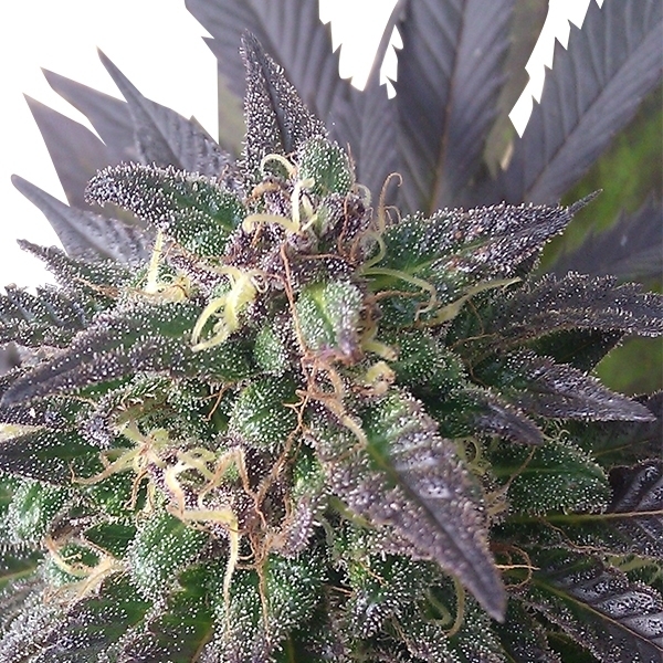 Royal Queen Seeds - Blue Mistic (fem.)
