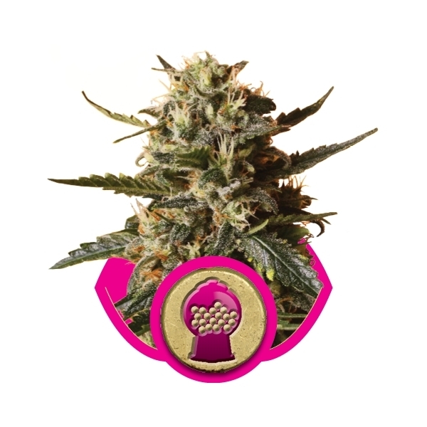 Royal Queen Seeds - Bubblegum XL (fem.) Royal Queen Seeds - Bubblegum XL (fem.)