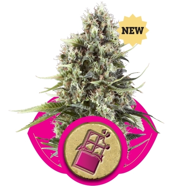 Royal Queen Seeds - Chocolate Haze (fem.)