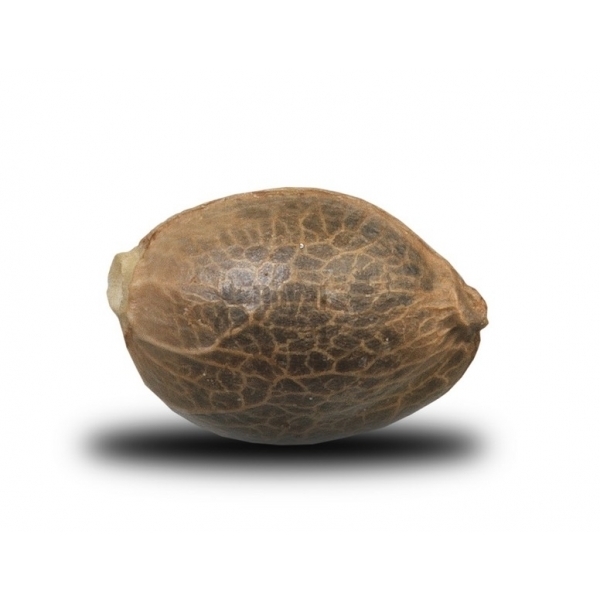 Royal Queen Seeds - Dance World (fem.) Royal Queen Seeds - Dance World (fem.)