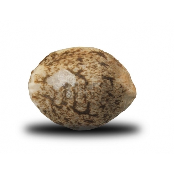 Royal Queen Seeds - Fruit Spirit (fem.) Royal Queen Seeds - Fruit Spirit (fem.)