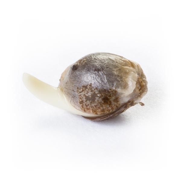 Royal Queen Seeds - Fruit Spirit (fem.) Royal Queen Seeds - Fruit Spirit (fem.)