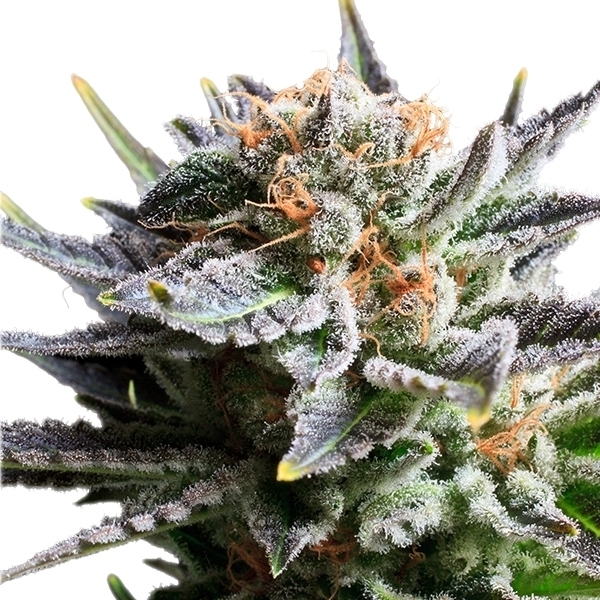 Royal Queen Seeds - Fruit Spirit (fem.) Royal Queen Seeds - Fruit Spirit (fem.)